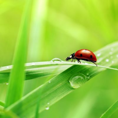 A ladybug on a blade of grass with drops of water